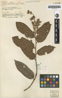 Isotype of Shorea bullata P.S.Ashton [family DIPTEROCARPACEAE]