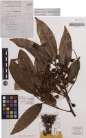 Holotype of Mischocarpus macrocarpus S.T.Reynolds [family SAPINDACEAE]