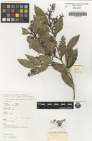 Isotype of Cryptocarya sclerophylla B.Hyland [family LAURACEAE]