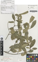 Holotype of Fontainea fugax P.I.Forst. [family EUPHORBIACEAE]