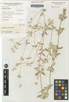 Isotype of Gomphrena eichleri J.Palmer [family AMARANTHACEAE]
