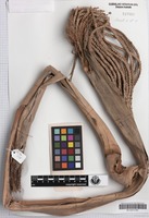 Holotype of Balaka streptostachys D.Fuller & Dowe [family ARECACEAE]