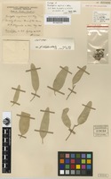 Isotype of Eucalyptus argillacea W.Fitzg. [family MYRTACEAE]