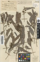 Isosyntype of Eucalyptus intertexta R.T.Baker var. magna Blakely [family MYRTACEAE]