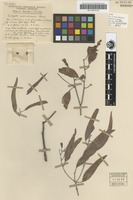 Isotype of Eucalyptus umbrawarrensis Maiden [family MYRTACEAE]