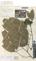 Isotype of Rhysotoechia obtusa Etman [family SAPINDACEAE]