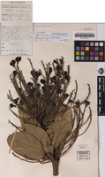 Isotype of Rhysotoechia congesta Etman [family SAPINDACEAE]