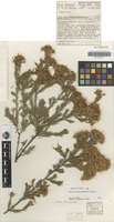 Holotype of Calytrix gurulmundensis Craven [family MYRTACEAE]