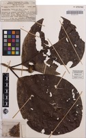 Isotype of Neonauclea versteeghii Merr. & L.M.Perry [family RUBIACEAE]