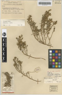 Isotype of Bassia blakei Ising [family CHENOPODIACEAE]