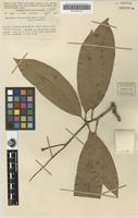 Isotype of Mangifera inocarpoides Merr. & L.M.Perry [family ANACARDIACEAE]