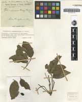Isolectotype of Flindersia pimenteliana F.Muell. [family RUTACEAE]