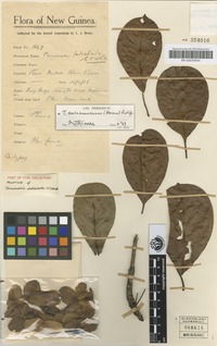 Holotype of Terminalia latialata C.T.White [family COMBRETACEAE]