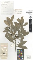 Isotype of Sarcotoechia villosa S.T.Reynolds [family SAPINDACEAE]