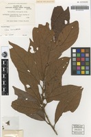 Isosyntype of Tetranthera ferruginea R.Br. [family LAURACEAE]