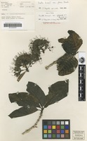 Holotype of Pavetta brownii Bremek. var. glabrata S.T.Reynolds [family RUBIACEAE]