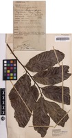 Isotype of Cupaniopsis kajewskii Merr. & L.M.Perry [family SAPINDACEAE]