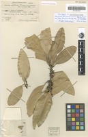 Isotype of Nesoluma st-johnianum H.J.Lam & B.Meeuse [family SAPOTACEAE]