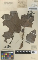Isotype of Eucalyptus shirleyi Maiden [family MYRTACEAE]