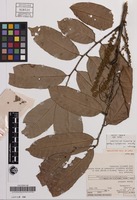Holotype of Synima macrophylla S.T.Reynolds [family SAPINDACEAE]