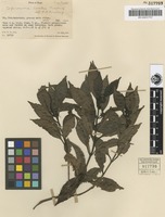 Isotype of Coprosma cookei Fosberg [family RUBIACEAE]