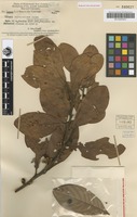 Isotype of Litsea fulvosericea C.K.Allen [family LAURACEAE]