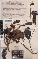 Isotype of Litsea papillosa C.K.Allen [family LAURACEAE]