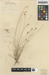 To JSTOR Global Plants (Fimbristylis pachyptera BRI-AQ0341127 holotype 1)