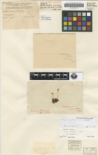 Holotype of Drosera lovelliae F.M.Bailey [family DROSERACEAE]