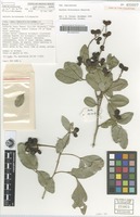Holotype of Arytera dictyoneura S.T.Reynolds [family SAPINDACEAE]