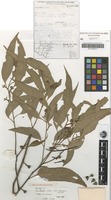 Isotype of Eucalyptus olida L.A.S.Johnson & K.D.Hill [family MYRTACEAE]