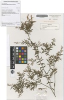Holotype of Austromyrtus glabra N.Snow & Guymer [family MYRTACEAE]