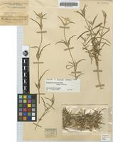 Isosyntype of Gomphrena canescens R.Br. [family AMARANTHACEAE]