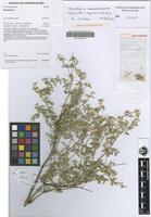 Holotype of Nyssanthes impervia A.R.Bean [family AMARANTHACEAE]