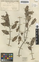 Isotype of Eucalyptus jensenii Maiden [family MYRTACEAE]