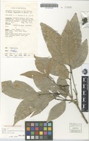 Isotype of Arytera novaebrittanniae H.Turner [family SAPINDACEAE]