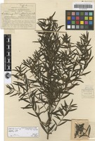 Holotype of Westringia blakeana B.Boivin [family LAMIACEAE]