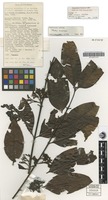 Isotype of Aidia waugia Ridsdale [family RUBIACEAE]