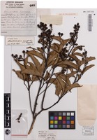 Holotype of Mischocarpus australis S.T.Reynolds [family SAPINDACEAE]