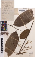 Isotype of Cupaniopsis caudata Merr. & L.M.Perry [family SAPINDACEAE]