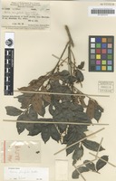 Isotype of Guioa crenifoliola Merr. & L.M.Perry [family SAPINDACEAE]