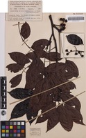 Isotype of Lepiderema melanorrhachis Merr. & L.M.Perry [family SAPINDACEAE]