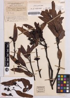 Isosyntype of Eucalyptus dumosa A.Cunn. ex J.Oxley var. conglobata R.Br. ex Benth. [family MYRTACEAE]