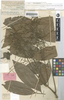 Isotype of Mischocarpus macrobotrys Merr. & L.M.Perry [family SAPINDACEAE]
