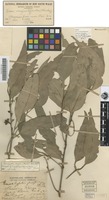Isotype of Eucalyptus propinqua H.Deane & Maiden var. major Maiden [family MYRTACEAE]