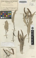 Isotype of Eucalyptus tropica Cambage ex Maiden [family MYRTACEAE]
