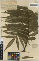 Isotype of Angiopteris chauliodonta Copel. [family ANGIOPTERIDACEAE]