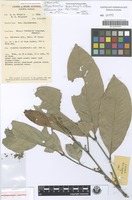 Isotype of Rhysotoechia applanata Etman [family SAPINDACEAE]