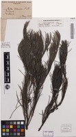Isosyntype of Hakea bakeriana F.Muell. & Maiden [family PROTEACEAE]