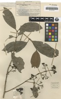 Isotype of Ixora greenwoodiana A.C.Sm. [family RUBIACEAE]